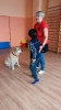 Dogoterapia