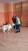 Dogoterapia